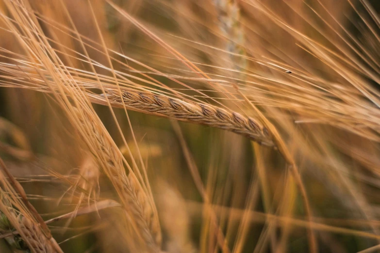 a close up of a field of wheat, a portrait, by David Simpson, unsplash, fan favorite, malt, brown, neuroscience