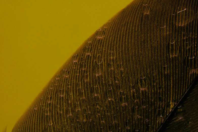 a close up of a bird's wing on a yellow background, a microscopic photo, by Attila Meszlenyi, trending on pexels, hurufiyya, olive thigh skin, dark filaments, detailed hatching, shot with sony alpha 1 camera