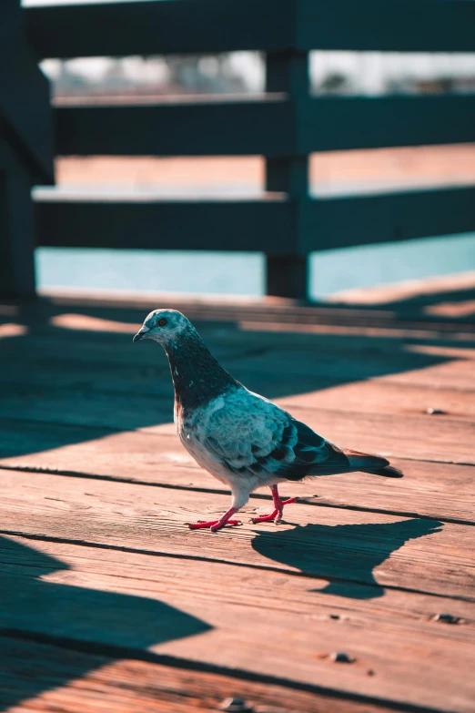 a pigeon standing on a wooden deck next to a body of water, in the sun, walking towards the camera, top selection on unsplash, multiple stories