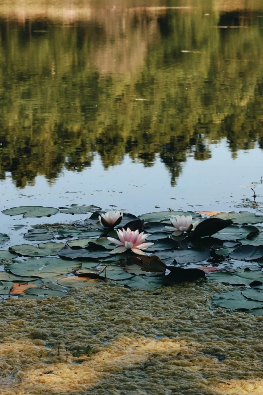 a group of water lillies floating on top of a lake, inspired by Monet, unsplash, 35mm photo, trending photo