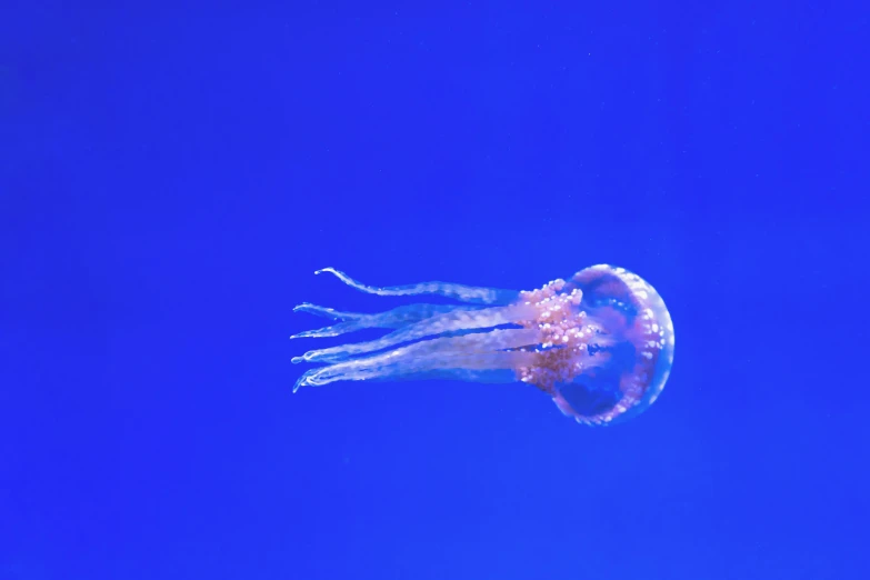 a jellyfish floating in the blue water, an album cover, pexels, hurufiyya, okinawa churaumi aquarium, 🦩🪐🐞👩🏻🦳, brown, 1/320