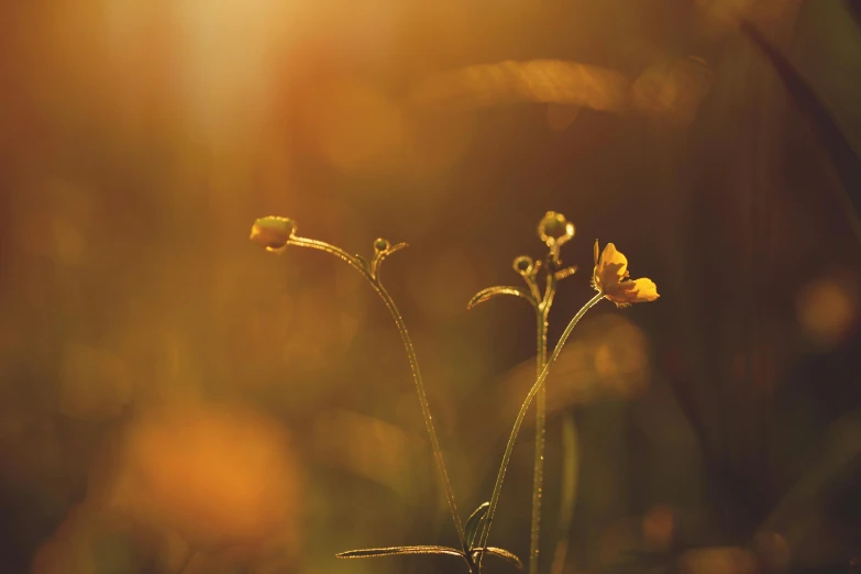 a close up of a flower with the sun in the background, by Eglon van der Neer, unsplash, romanticism, gold dappled light, meadow, medium format. soft light, soft light - n 9