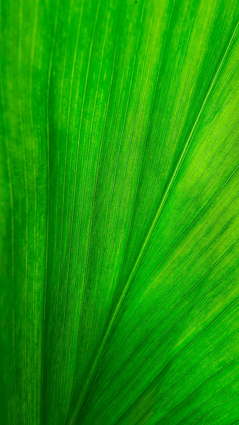 a close up view of a green leaf, portrait n - 9, istock, vivid lines, panels