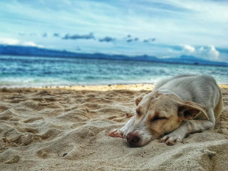 a dog laying on top of a sandy beach, sleep deprived, an ocean, manly, featured