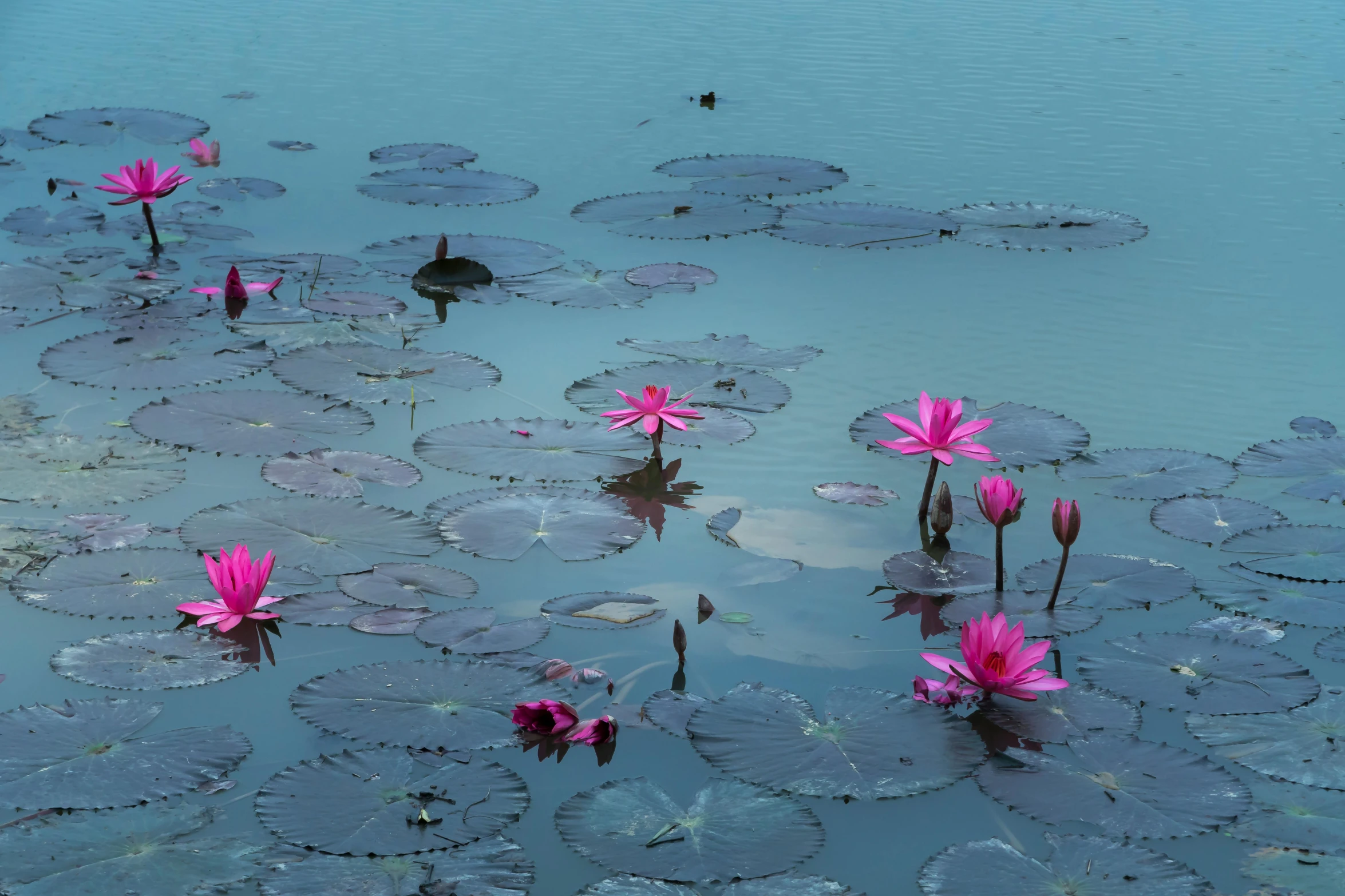 a group of pink flowers floating on top of a body of water, sri lanka, pink and teal, fan favorite, ponds