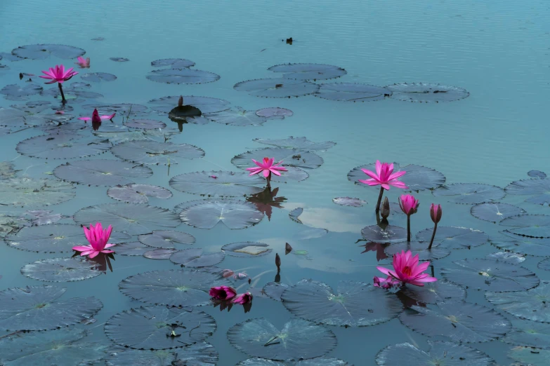 a group of pink flowers floating on top of a body of water, sri lanka, pink and teal, fan favorite, ponds