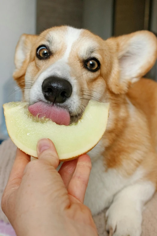 a close up of a person holding a dog with a piece of fruit in it's mouth, a picture, corgi, pickle, an apple, dessert