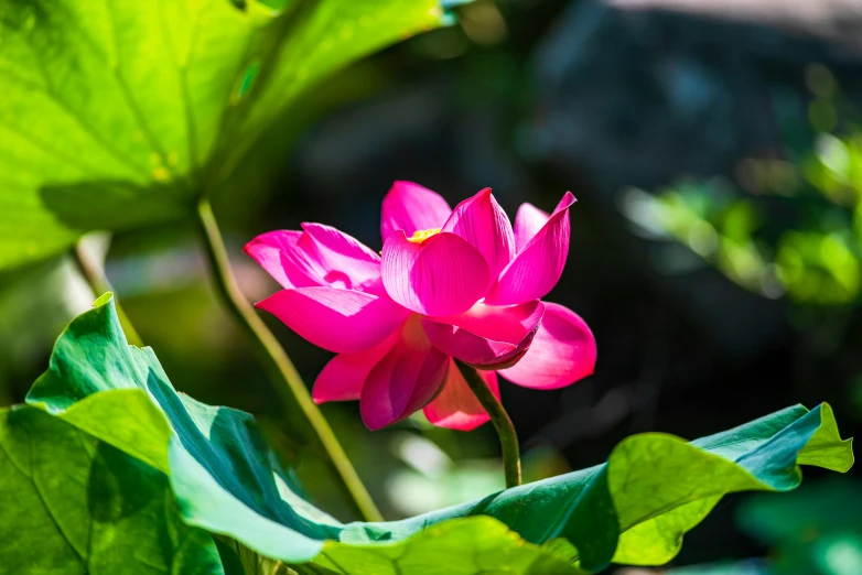 a pink flower sitting on top of a green leaf, shan shui, vibrantly lush, with lotus flowers, award - winning