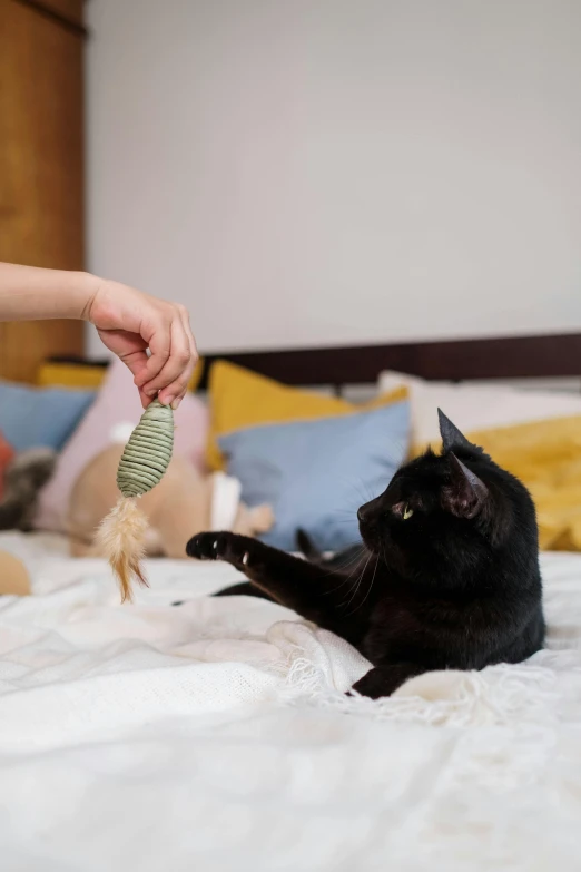 a person playing with a cat on a bed, soft volume absorbation, realistic »