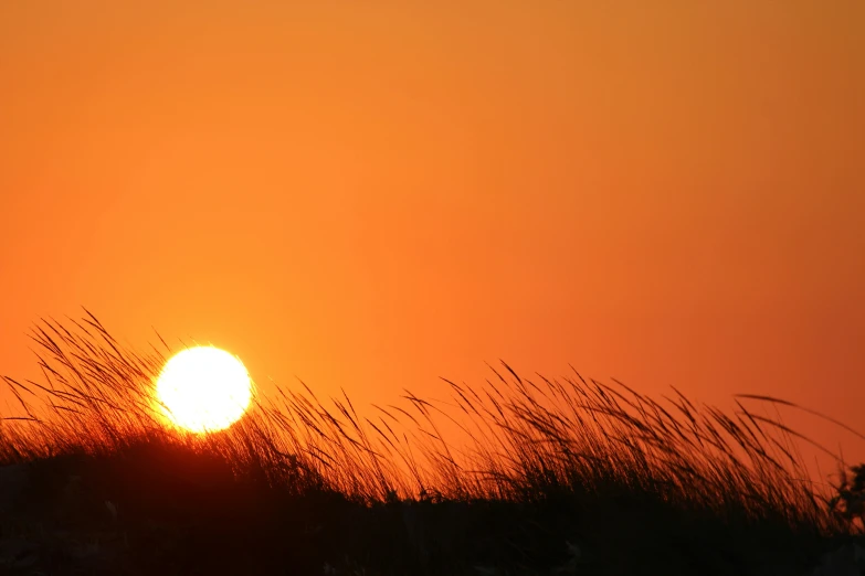 a couple of giraffe standing on top of a grass covered field, bright yellow and red sun, shoreline, slide show, ((sunset))