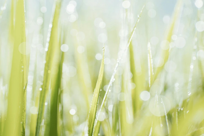 a close up of some grass with water droplets, by Thomas Häfner, pale green background, misty weather, graphic art, bokeh soft