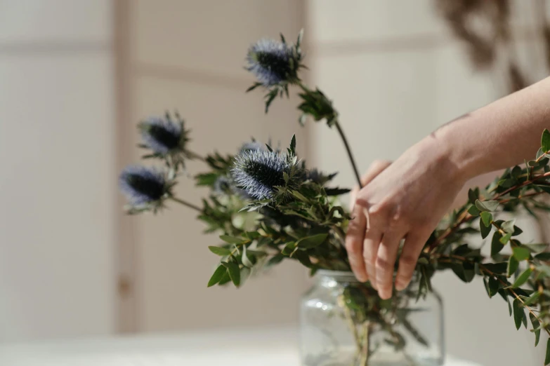 a person arranging flowers in a vase on a table, by Helen Stevenson, trending on unsplash, thistles, soft grey and blue natural light, crown of blue flowers, bottlebrush