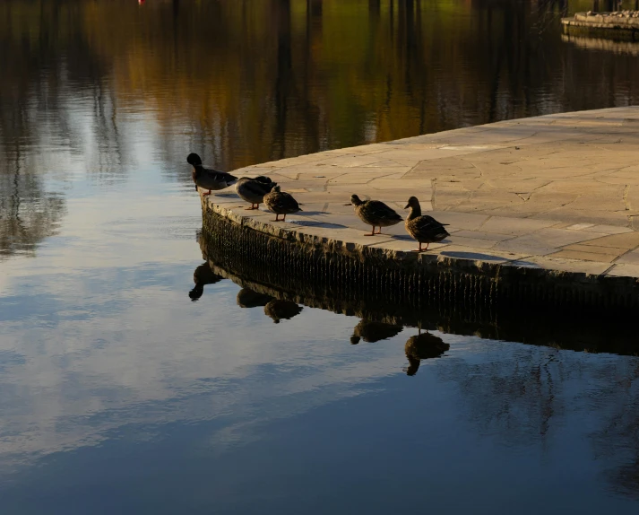 a group of ducks standing next to a body of water, by Jan Tengnagel, pexels contest winner, perfect shadows, berlin park, sleepers, on a pedestal
