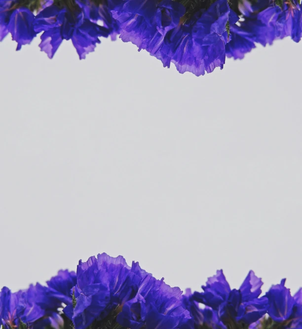 a close up of a bunch of purple flowers, an album cover, inspired by Yves Klein, pexels, conceptual art, background image, paper border, 4k -, frill