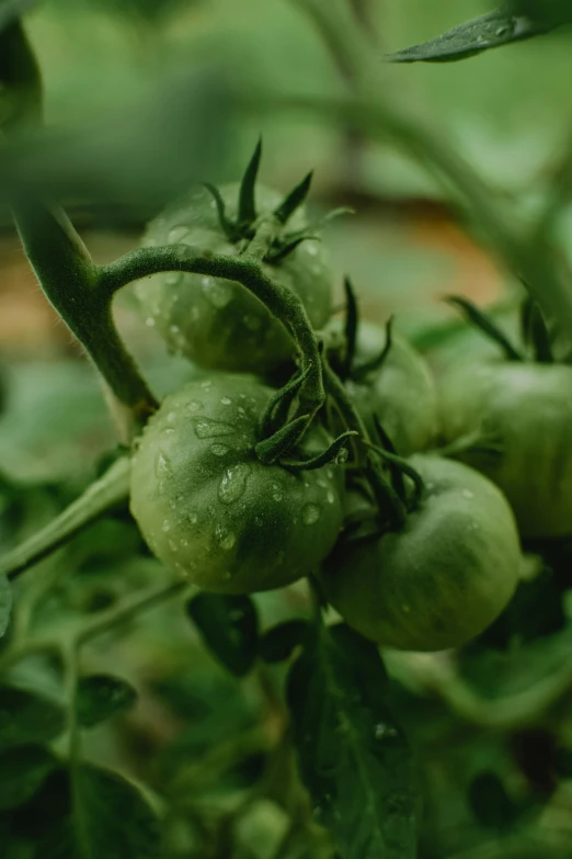 a close up of some green tomatoes on a plant, a digital rendering, unsplash, wet from rain, iconic scene, muted green, made of glazed