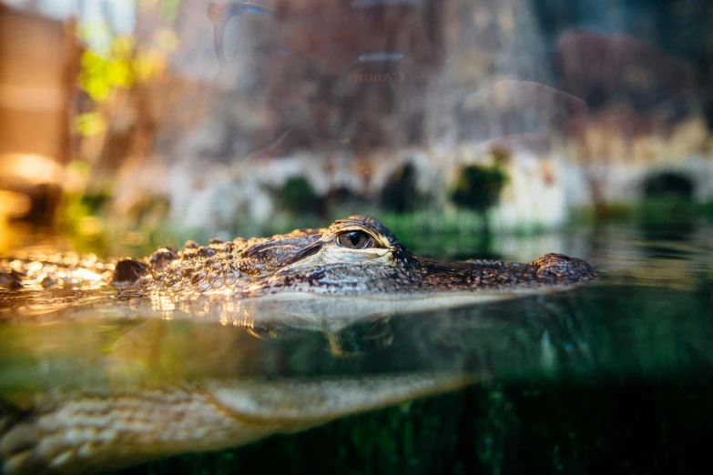 a large alligator floating on top of a body of water, by Adam Marczyński, pexels contest winner, hurufiyya, half face in the water, looking outside, taken in zoo, australian