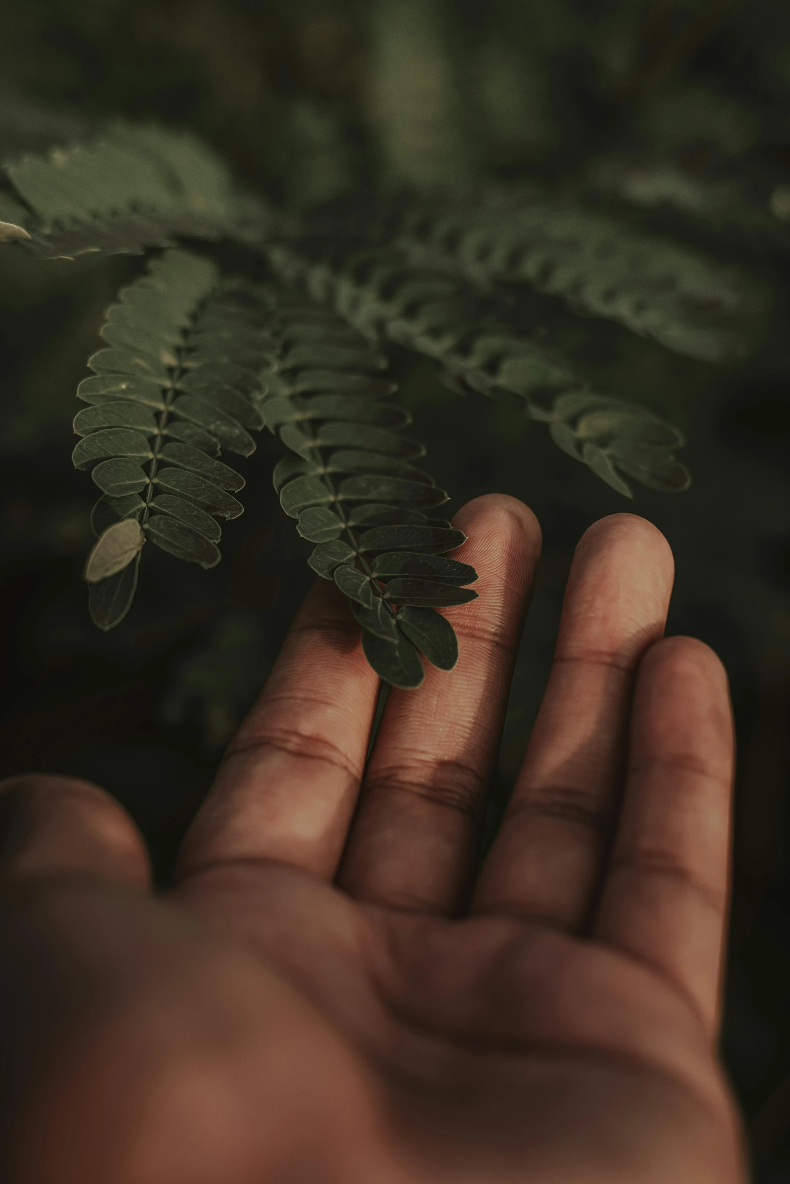 a person holding a fern leaf in their hand, inspired by Elsa Bleda, pexels contest winner, hurufiyya, slightly tanned, with soft bushes, instagram post, cinematic still