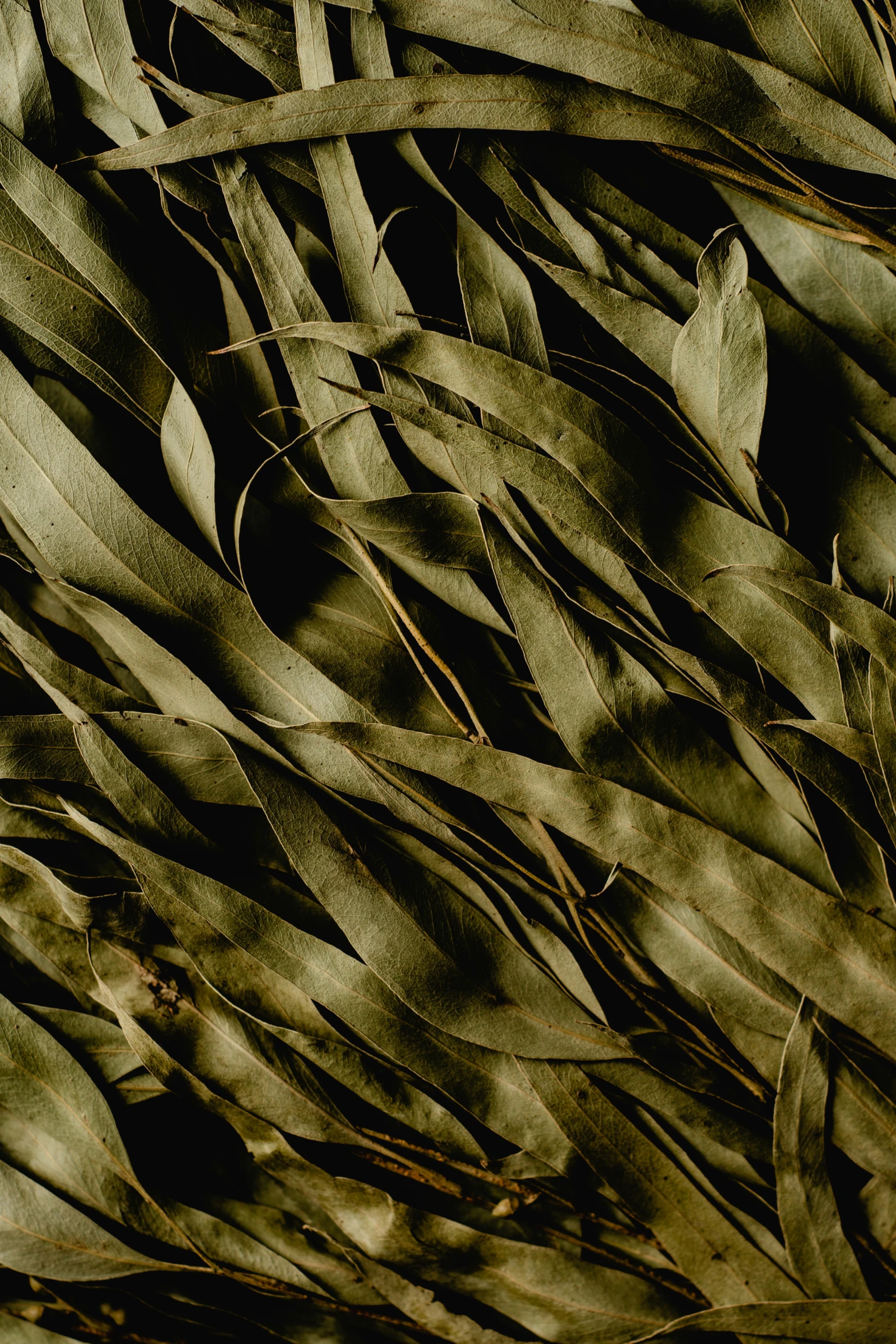 a black and white photo of a bunch of leaves, an album cover, by Elizabeth Durack, visual art, olive green, in thick layers of rhythms, detail shot, tall kelp