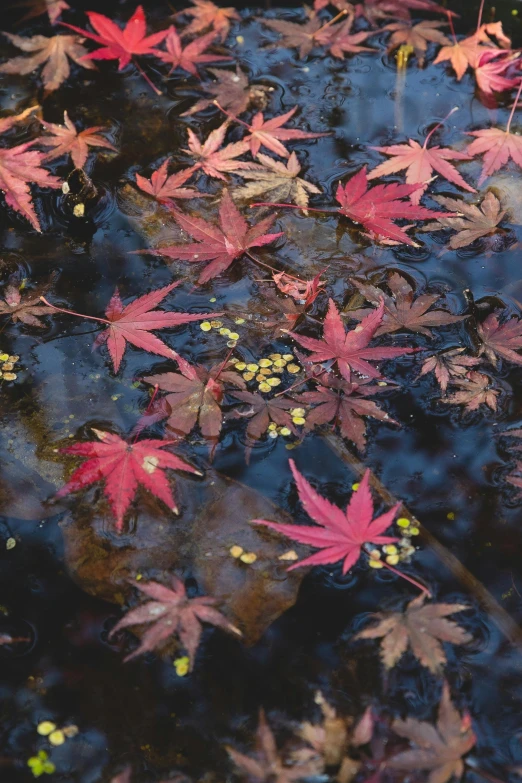 a bunch of leaves floating on top of a body of water, shin hanga, japanese maples, deep colour, wet ground, looking towards camera