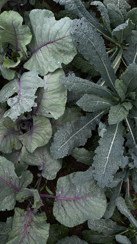 a close up of a plant with green leaves, grey vegetables, payne's grey and venetian red, very large bosum, purple mist