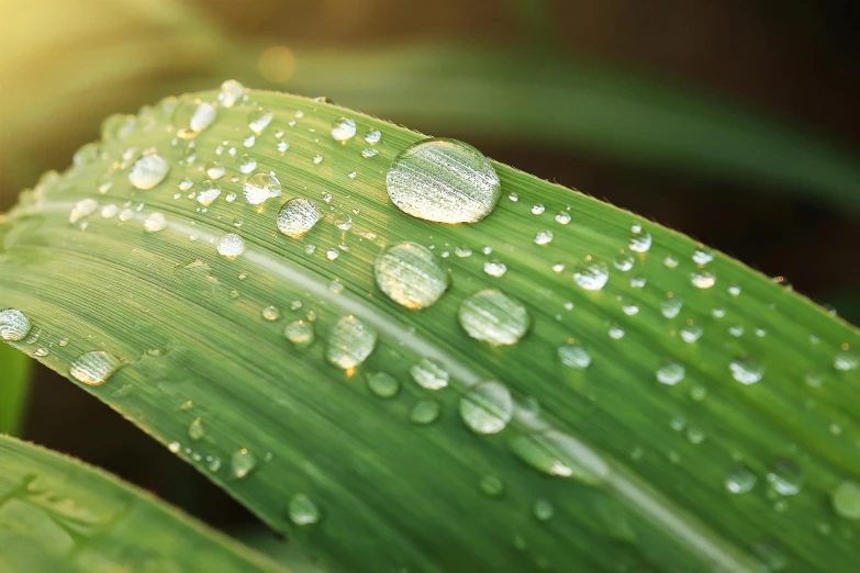 a close up of a leaf with water droplets on it, by Jan Rustem, pixabay, reeds, natural realistic render, corn, perfect crisp sunlight