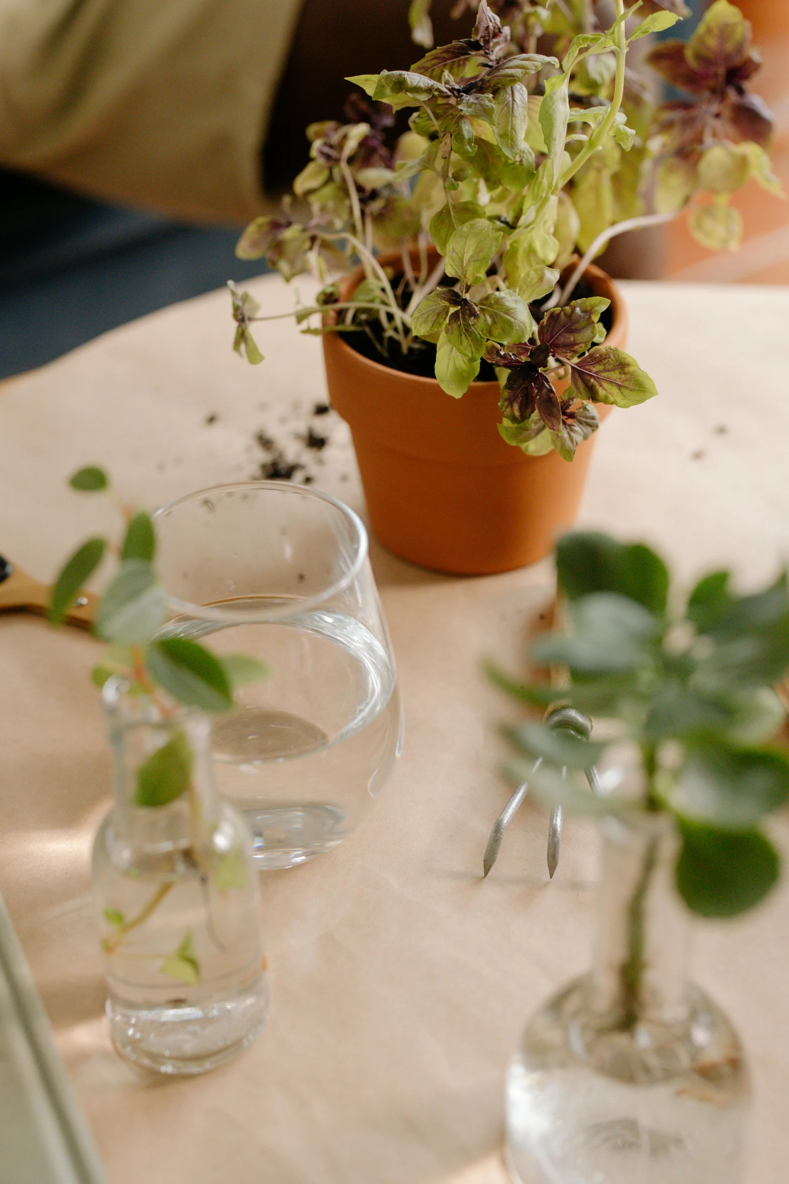 a table topped with small glass vases filled with plants, process art, mint leaves, medium-shot, indoor, product shot