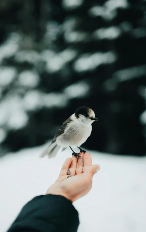 a person holding a small bird in their hand, by Jaakko Mattila, pexels contest winner, aestheticism, only snow in the background, with a white complexion, wingspan style, slightly pixelated