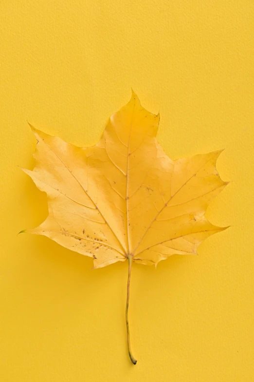 a yellow maple leaf on a yellow background, trending on pexels, still life photo of a backdrop, grey, full colour, vanilla