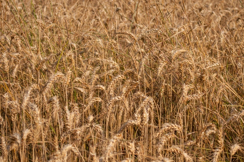 a field of wheat ready to be harvested, by David Simpson, unsplash, no cropping, high detail photo