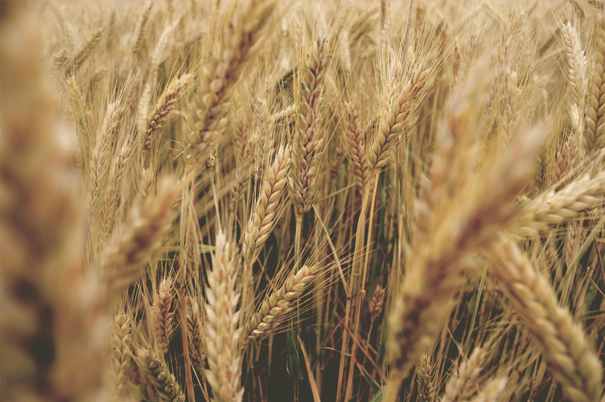 a close up of a field of wheat, by Adam Marczyński, pexels, avatar image