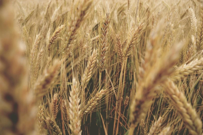 a close up of a field of wheat, by Adam Marczyński, pexels, avatar image