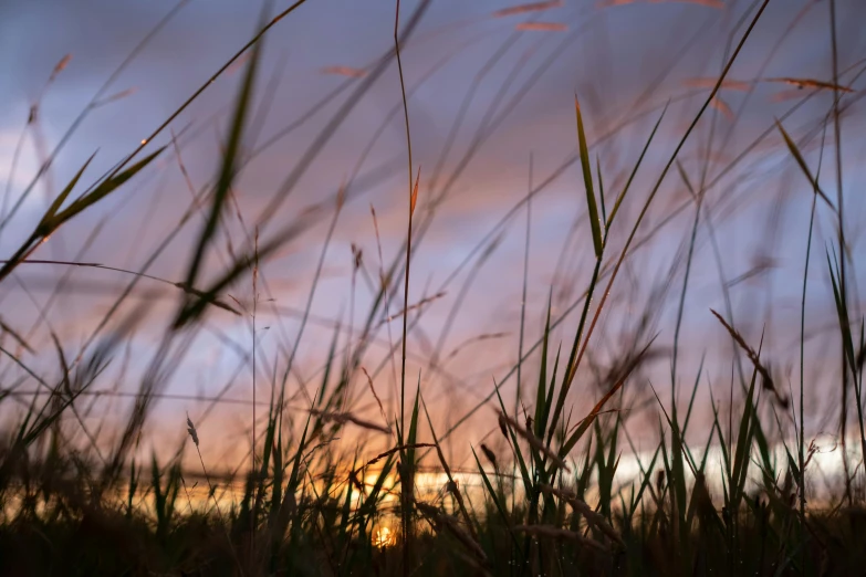 tall grass blowing in the wind at sunset, by Eglon van der Neer, unsplash, conceptual art, ground view, grassy, shot on sony a 7, looking out at a sunset