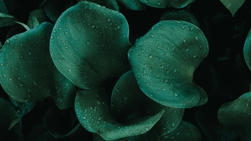 a bunch of green leaves with water droplets on them, an album cover, inspired by Art Green, unsplash, art nouveau, teal aesthetic, lily petals, dark emerald mist colors, zoomed out to show entire image