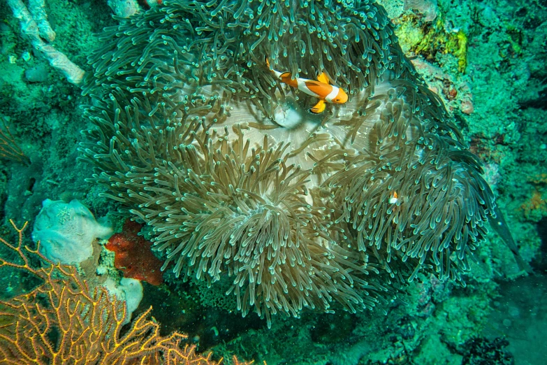 a couple of clown fish sitting on top of a sea anemon, by Emanuel Witz, pexels contest winner, renaissance, birdseye view, overgrown with colorful coral, 🦩🪐🐞👩🏻🦳, underwater temple