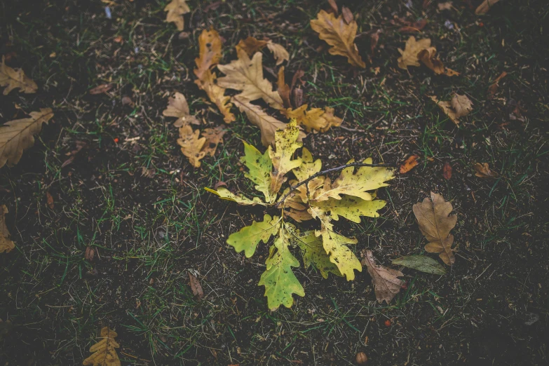 a leaf that is laying on the ground, unsplash, land art, oak trees, vintage color photo, instagram photo, 15081959 21121991 01012000 4k