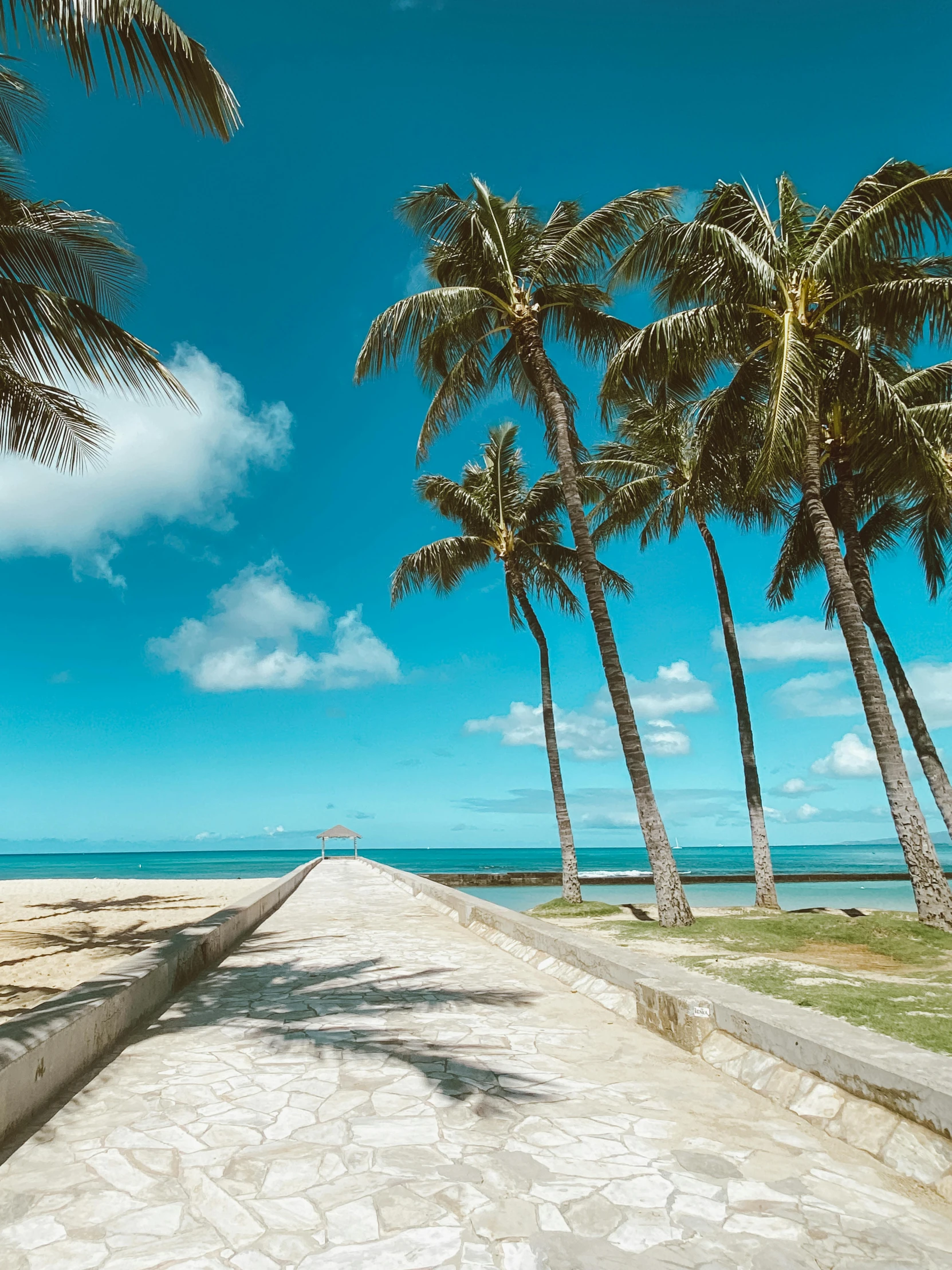 a street lined with palm trees next to the ocean, standing on a beach, slide show, flatlay, background image