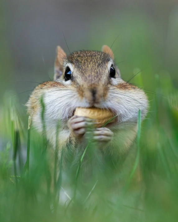 a squirrel that is eating some food in the grass, a macro photograph, inspired by Chippy, pexels contest winner, renaissance, paul barson, wrinkles, holding an epée, cheerios