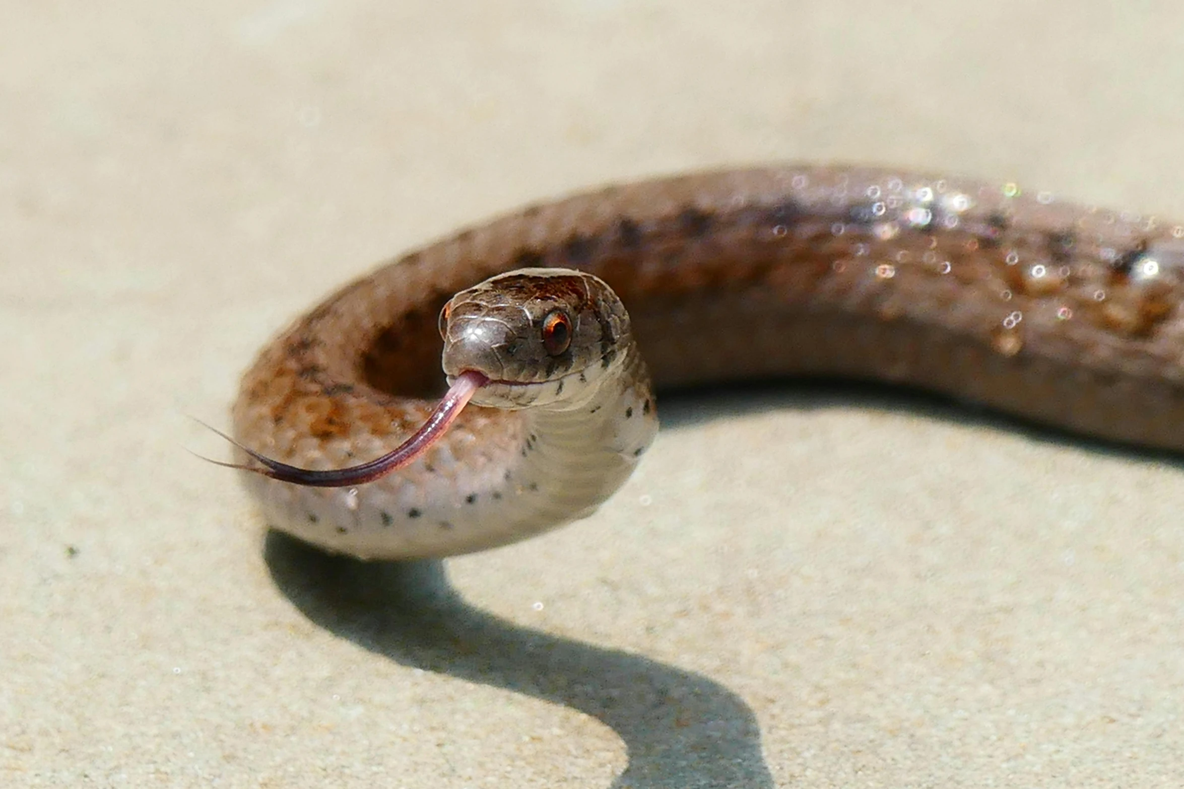 a close up of a snake with its mouth open, pexels contest winner, photorealism, mullet, uttarakhand, ignant, ready to eat