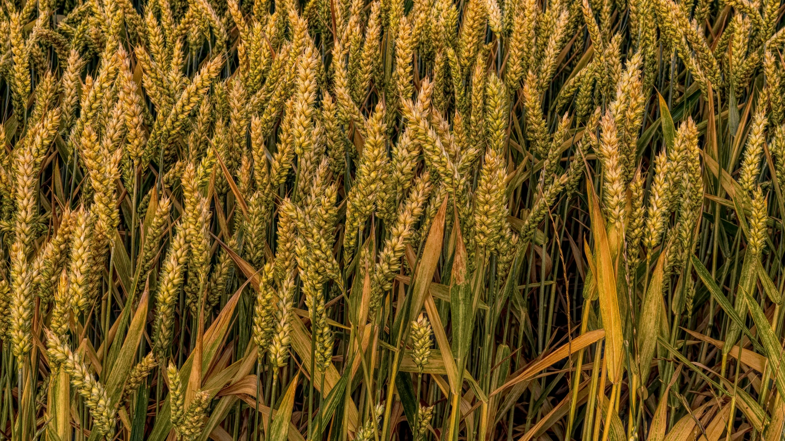 a field of wheat ready to be harvested, by David Garner, pixabay, precisionism, texture detail, color ( sony a 7 r iv, ears, from wheaton illinois