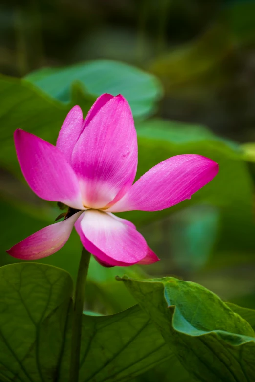 a pink flower sitting on top of a green leaf, lpoty, lotus pose, paul barson, lush surroundings