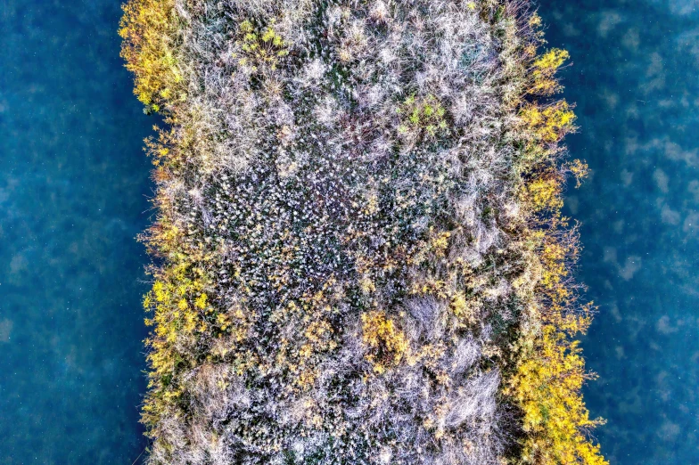 a large body of water surrounded by trees, a microscopic photo, by Jan Rustem, unsplash, land art, lichen, top down perspecrive, blue and yellow fauna, near a jetty