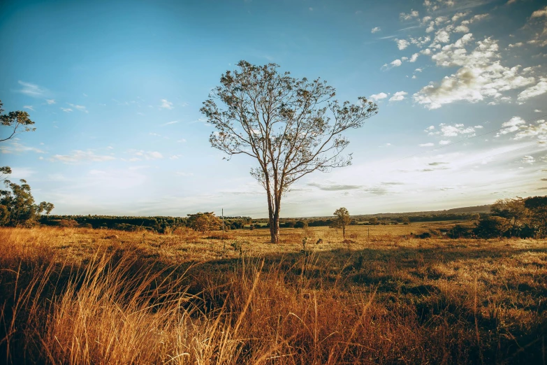 a lone tree in the middle of a field, by Jessie Algie, unsplash contest winner, land art, straya, long grass in the foreground, big island, late afternoon