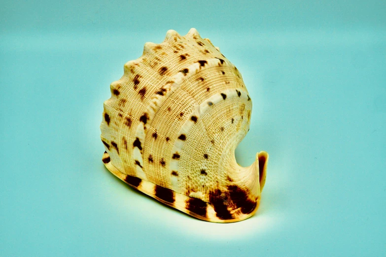 a close up of a shell on a blue surface, an album cover, unsplash, hurufiyya, white with black spots, small crown, ceramic base, highly detailed product photo