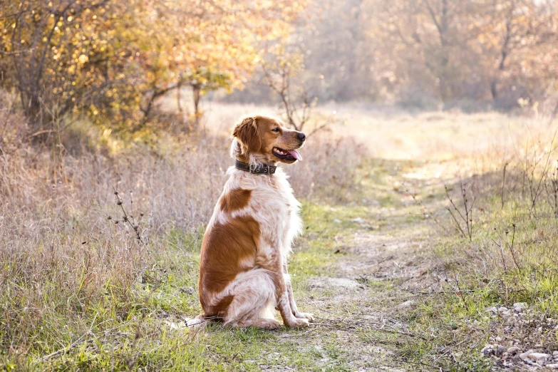 a brown and white dog sitting on a dirt road, autumn light, istock, getty images, portrait image