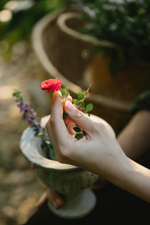 a close up of a person holding a flower, secret garden, day setting, small red roses, anjali mudra