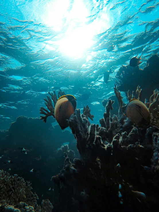 a group of fish swimming in the ocean, covered in coral, sun lighting, from egypt, unsplash photo contest winner