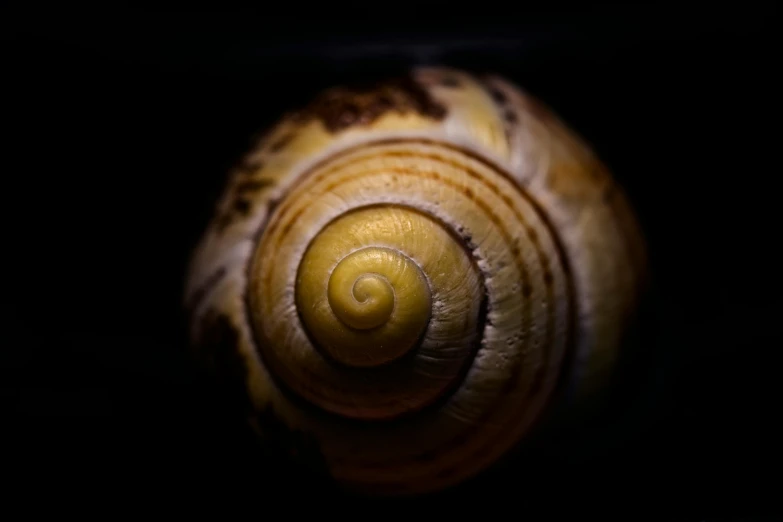 a close up of a snail's shell on a black surface, unsplash, long exposure 8 k, yellowed, shot on sony a 7, indoor picture
