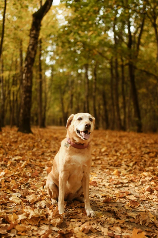 a dog that is sitting in the leaves, shutterstock, single subject, enjoying a stroll in the forest, a tall, minn