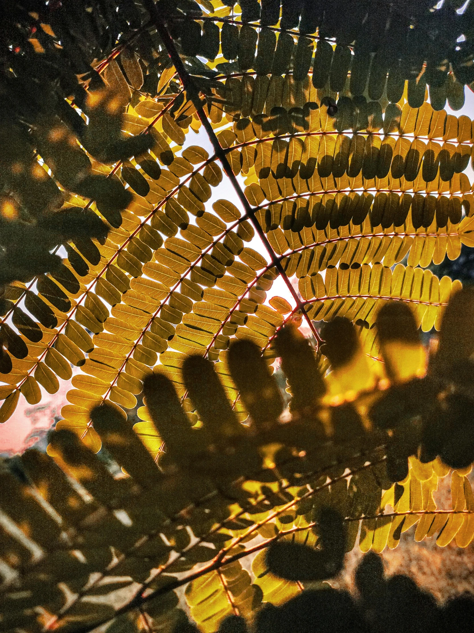 a close up of a leaf on a tree, a screenshot, by Gwen Barnard, pexels contest winner, visual art, flame ferns, backlit golden hour, botanical herbarium paper, yellow and olive color scheme