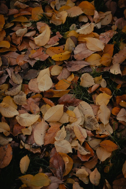 a bunch of leaves laying on the ground, an album cover, by Attila Meszlenyi, trending on unsplash, brown, lo fi colors, fall-winter 2015-2016, closeup 4k